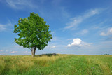 Fototapeta Tęcza - Summer landscape - green field and lonely tree
