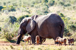 The Pumba Party - African Bush Elephant