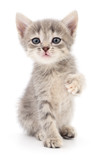 Fototapeta Koty - Small gray kitten.