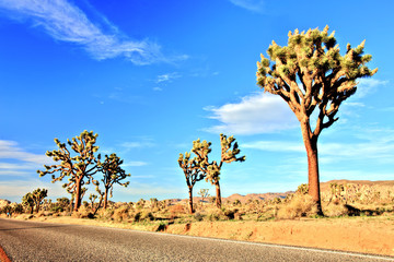 Desert Road with Joshua Trees in the Joshua Tree National Park, USA