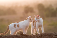 Two Cat  On The Mound Soil And Looking,sunset Landscape Background.