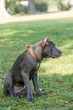 © popovj2 - Cane Corso Female Puppy Standing On Green Grass Outdoor