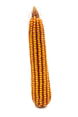 Sticker - Ripe corn