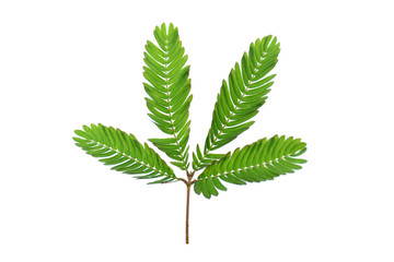 Sensitive plant on white background. (mimosa pudica plant)