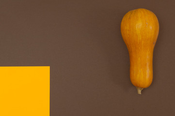 Wall Mural - Butternut squash isolated on brown and orange split background