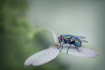 Close up of a fly on a flower