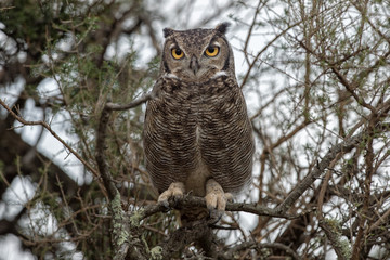 Sticker - Grey owl portrait while looking at you in patagonia