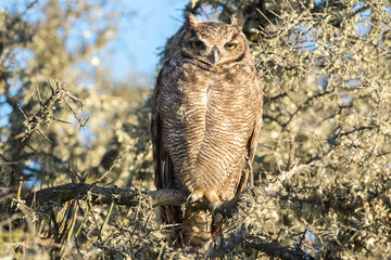 Sticker - Grey owl portrait while looking at you in patagonia