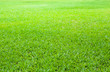 © natara - green lawn background