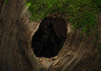 Tree hollow close up