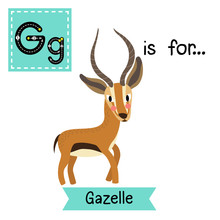 G Letter Tracing. Standing Gazelle. Cute Children Zoo Alphabet Flash Card. Funny Cartoon Animal. Kids Abc Education. Learning English Vocabulary. Vector Illustration.