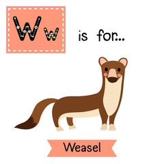 Wall Mural - W letter tracing. Weasel. Cute children zoo alphabet flash card. Funny cartoon animal. Kids abc education. Learning English vocabulary. Vector illustration.