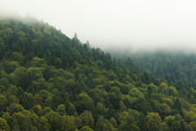 Mist On A Green Mountain Slope With A Solid Forest