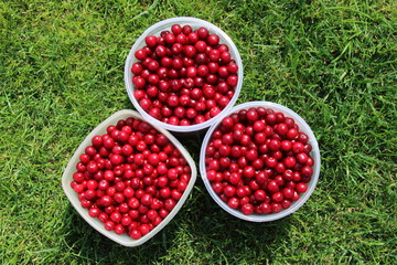 Canvas Print - Plastic buckets full of freshly collected ripe cherries on the mown lawn