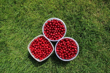 Canvas Print - Plastic buckets full of freshly collected ripe cherries on the mown lawn