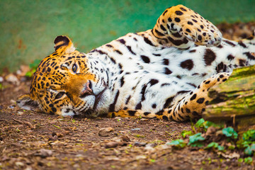 Wall Mural - oil painted leopard lies on ground