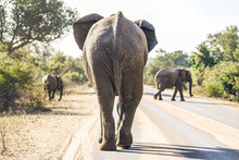 Elephant On The Road