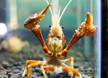 Close Up Crayfish In Aquariums