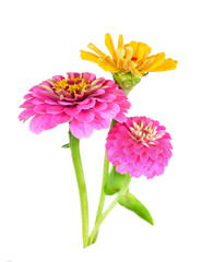 Sticker -  pink and yellow zinnia