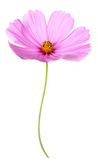 cosmos flower isolate on white