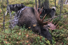 Big Moose With Big Antler And Two Moose Hunting Dogs, Picture From The North Of Sweden.