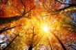 Wald mit Buchen im Herbst: das Laub wird von der Sonne warm durchleuchtet