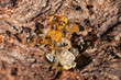 Red head ant honeypot Myrmecocystus close up