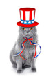 Cute cat with Uncle Sam hat and bow on white background. USA holiday concept.