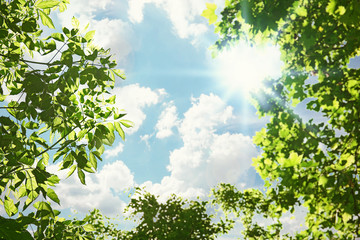 Wall Mural - Tree branches with green leaves on sky background