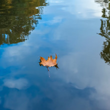 Autumn Leaf Floating On Water Reflection Of The Blue Sky And White Clouds