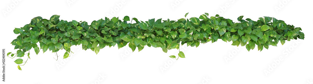 Heart shaped leaves vine plant bush of Devil's ivy or golden pothos  isolated on white background, clipping path included. - obrazy, fototapety, plakaty 