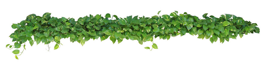 Poster - Heart shaped leaves vine plant bush of Devil's ivy or golden pothos  isolated on white background, clipping path included.