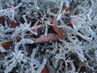 Crispy icy leaves and grass touched by frost