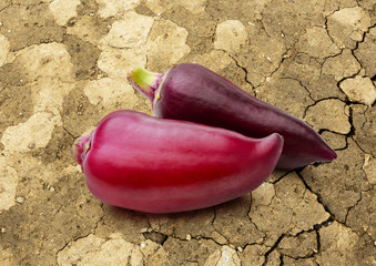 Wall Mural - Red paprika pepper on cracked background