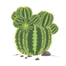 Echinocactus Grusonii Vector. Cactus Illustration