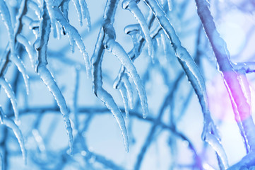 Wall Mural - Transparent icicles on tree branches in sunlight