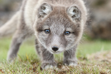 Wall Mural - playful arctic fox cub of 6weeks old