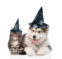 Maine Coon Cat And Alaskan Malamute Dog With Hats For Halloween. Isolated On White