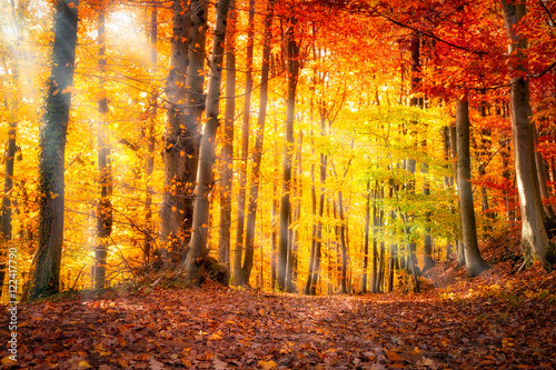 Cuadros en Lienzo Bosque en otoño con la luz del sol