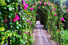 French Formal Garden At Generalife. Granada