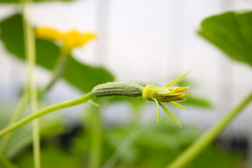 Wall Mural - yellow female flower of cucumber in field plant.