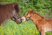Shetland Pony Mare With Her Foal