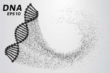 Wall Mural - DNA from the particles. Silhouette of DNA consists of small circles. Vector illustration