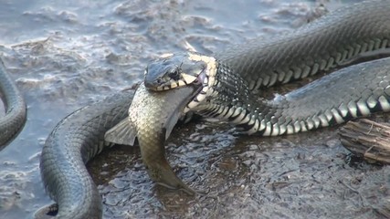 snake eating fish