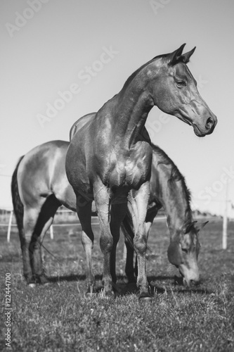 Fototapeta dla dzieci A Horse life