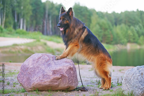 Long Haired German Shepherd Dog Standing Outdoors On A Big Stone