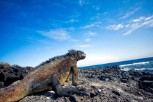 Galapagos Marine Iguana  
