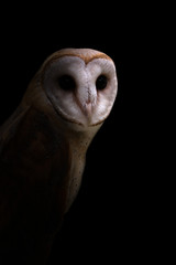 Wall Mural - common barn owl in the dark