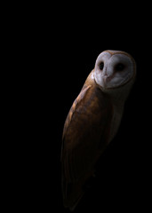 Wall Mural - common barn owl in the dark