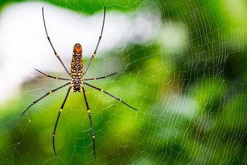 Spider on a spider web